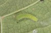 Pieris rapae: L3 larva (e.o. S-Germany, Tauberbischofsheim, eggs in July 2023) [S]