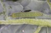 Pieris rapae: L3 larva (e.o. S-Germany, Tauberbischofsheim, eggs in July 2023) [S]