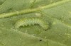 Pieris rapae: L3 larva (e.o. S-Germany, Tauberbischofsheim, eggs in July 2023) [S]