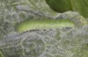 Pieris rapae: L3 larva (e.o. S-Germany, Tauberbischofsheim, eggs in July 2023) [S]