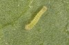 Pieris rapae: L1 larva (e.o. Greece, Euboea, egg found in late May 2022) [S]