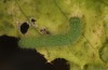 Pieris rapae: L4 larva (e.o. S-Germany, Tauberbischofsheim, eggs in July 2023) [S]