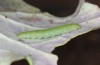 Pieris rapae: L4 larva (e.o. S-Germany, Tauberbischofsheim, eggs in July 2023) [S]