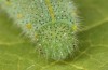 Pieris rapae: L5 larva (e.o. S-Germany, Tauberbischofsheim, eggs in July 2023) [S]