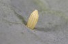 Pieris rapae: Egg (S-Germany, Tauberbischofsheim, July 2023) [M]