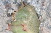 Pieris rapae: Pupa (e.o. S-Germany, Tauberbischofsheim, eggs in July 2023) [S]