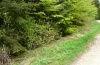Gonepteryx rhamni: Larvalhabitat an einem feuchten Waldweg mir Frangula alnus im Saum (Schwäbisch Gmünd, Mai 2012) [N]