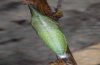Anthocaris damone: Puppe