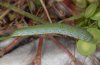Anthocaris damone: Raupe (Samos)