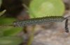Anthocaris damone: halbw�chsige Raupe (Samos)