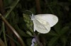 Leptidea sinapis: Female (eastern Slovenia, late April 2021) [N]