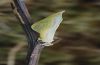 Leptidea sinapis: Puppe