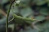 Leptidea sinapis: Raupe