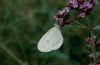 Leptidea sinapis: Unterseite