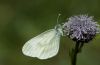 Leptidea sinapis: Unterseite