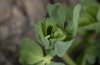 Leptidea sinapis: Ei