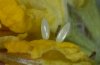 Leptidea sinapis: Eier