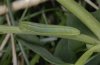 Leptidea sinapis: halbw�chsige Raupe