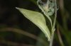 Leptidea sinapis: Puppe