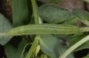 Leptidea sinapis: Raupe, dorsal