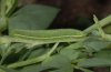 Leptidea sinapis: Raupe, lateral