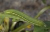 Leptidea sinapis: Raupe