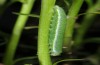 Euchloe tagis: Larva in penultimate instar (e.o.-rearing ex Spain, Aranjuez, oviposition in the field in late March 2015) [S]
