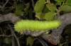 Perisomena caecigena: Larva on Q. coccifera (Greece, Samos island, May 2017) [N]