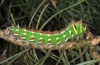 Actias isabellae: Larva (Hautes-Alpes, 07/07/2012) [N]