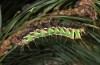 Actias isabellae: Larva (Spanish Pyrenees, 2019) [S]