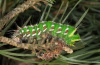 Actias isabellae: Raupe (Hautes-Alpes, 7.7. 2012) [N]