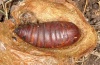 Actias isabellae: Male pupa (e.l. Hautes-Alpes 2012) [S]