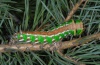 Actias isabellae: Raupe (Hautes-Alpes, 7.7. 2012) [N]