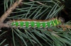 Actias isabellae: Larva (Hautes-Alpes, 07/07/2012) [N]