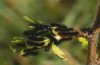 Saturnia pavoniella: L1 larvae [S]