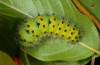 Saturnia pavonia: Larva in penultimate instar (eastern Swabian Alb, Southern Germany) [M]
