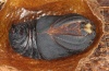 Saturnia pavonia: Male pupa [S]