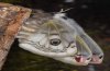 Saturnia pavonia: Weibchen beim Trocknen der Flügel [S]