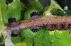 Saturnia pyri: Larva (Central Greece, Galaxidi, 5m, early May 2016) [M]