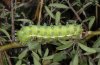 Saturnia pyri: Raupe (Nordgriechenland)