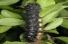 Saturnia spini: Larva in penultimate instar [S]