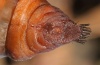 Saturnia spini: Female pupa (kremaster) [S]