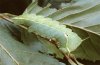 Aglia tau: Larva, penultimate instar [S]