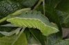 Aglia tau: Fully-grown larva [S]