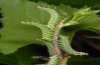 Endromis versicolora: Halbwüchsige Raupen [S]