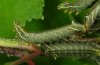 Endromis versicolora: Half-grown larva [S]