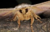Antherea yamamai: Female, antennae [S]