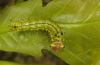 Antherea yamamai: L1-larva (end of the instar) [S]