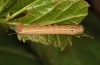 Theretra alecto: L3-larva in the more brownish form (Rhodes, September 2013) [M]