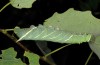 Laothoe amurensis: Larva (breeding photo 2013) [S]